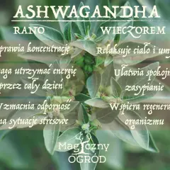 Ashwagandha rano czy na noc? Rano poprawia koncentrację i energię, wieczorem relaksuje i ułatwia zasypianie.