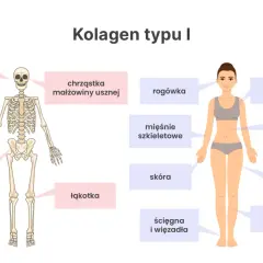 Kolagen typu I buduje kości, skórę, ścięgna i więzadła, zapewniając im wytrzymałość. Widać go też w chrząstkach i naczyniach.