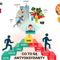 Co to są antyoksydanty? Grafika pokazuje źródła i czynniki wpływające na ich poziom: zioła, sen, trening, jedzenie, suplementy, a także czynniki szkodliwe jak fast food i pestycydy.