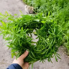 Pęczek przytulii, która na co pomaga, trzymany w dłoni. W tle zielona roślinność i piesek.