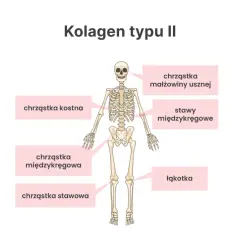 Szkielet człowieka z zaznaczonymi miejscami, gdzie występuje kolagen typu II: chrząstka kostna, małżowiny usznej, międzykręgowa, stawy międzykręgowe, chrząstka stawowa i łąkotka.