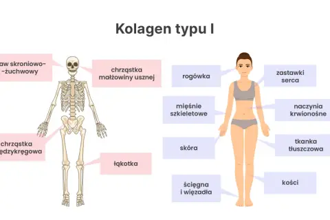Kolagen typu I buduje kości, skórę, ścięgna i więzadła, zapewniając im wytrzymałość. Widać go też w chrząstkach i naczyniach.