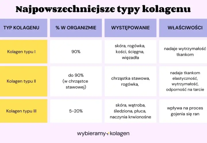 Tabela porównuje kolagen typy I, II i III: ich procent w organizmie, występowanie i właściwości. Kolagen typu I dominuje w skórze i kościach, nadając wytrzymałość.
