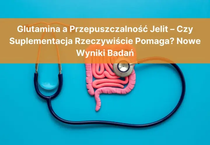 Glutamina co to? Stetoskop otacza model jelit, sugerując badanie wpływu glutaminy na ich przepuszczalność.