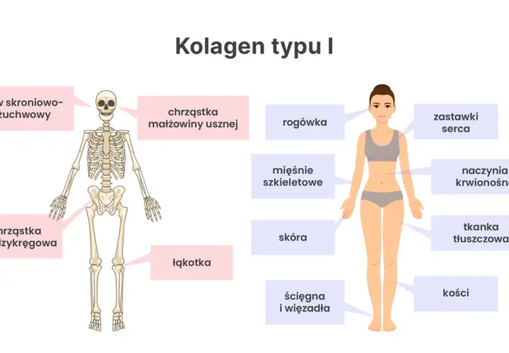 Kolagen typu I buduje kości, skórę, ścięgna i więzadła, zapewniając im wytrzymałość. Widać go też w chrząstkach i naczyniach.
