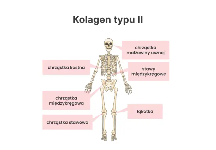 Szkielet człowieka z zaznaczonymi miejscami, gdzie występuje kolagen typu II: chrząstka kostna, małżowiny usznej, międzykręgowa, stawy międzykręgowe, chrząstka stawowa i łąkotka.