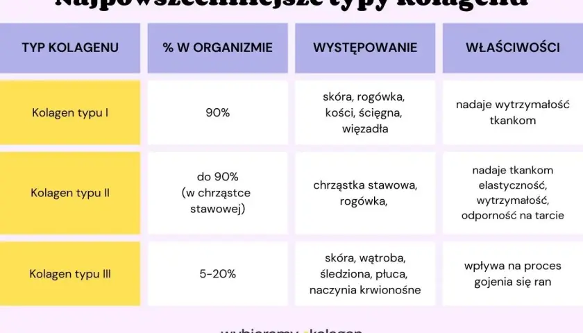 Tabela porównuje kolagen typy I, II i III: ich procent w organizmie, występowanie i właściwości. Kolagen typu I dominuje w skórze i kościach, nadając wytrzymałość.