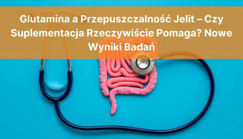 Glutamina co to? Stetoskop otacza model jelit, sugerując badanie wpływu glutaminy na ich przepuszczalność.