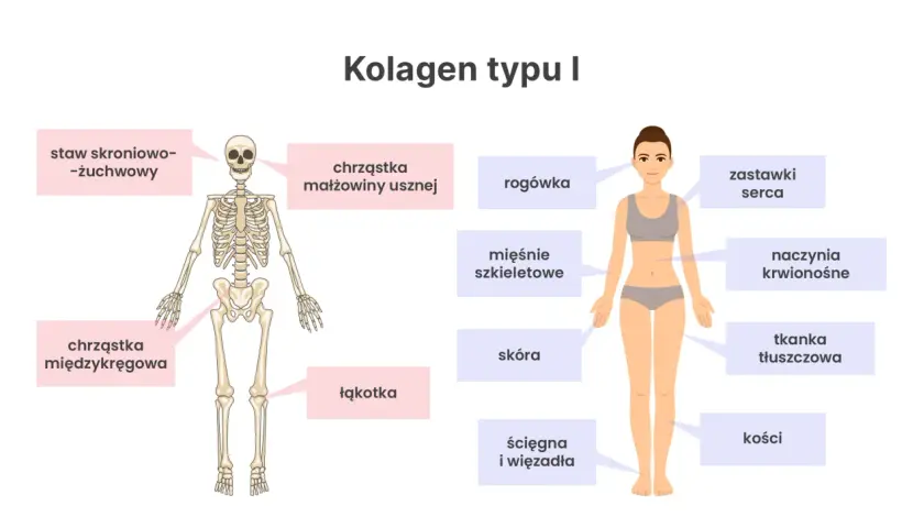 Kolagen typu I buduje kości, skórę, ścięgna i więzadła, zapewniając im wytrzymałość. Widać go też w chrząstkach i naczyniach.