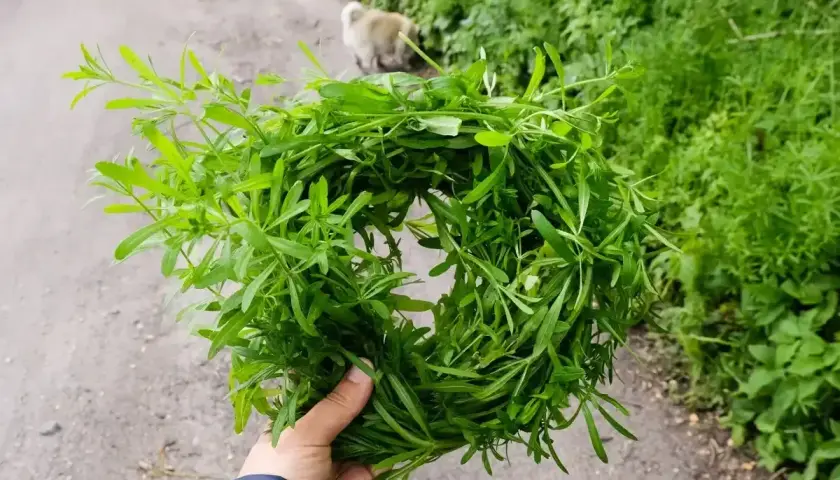 Pęczek przytulii, która na co pomaga, trzymany w dłoni. W tle zielona roślinność i piesek.