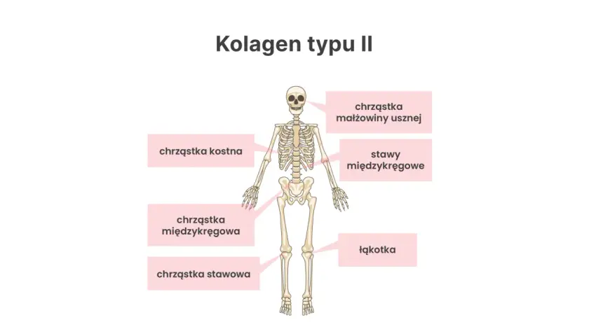 Szkielet człowieka z zaznaczonymi miejscami, gdzie występuje kolagen typu II: chrząstka kostna, małżowiny usznej, międzykręgowa, stawy międzykręgowe, chrząstka stawowa i łąkotka.