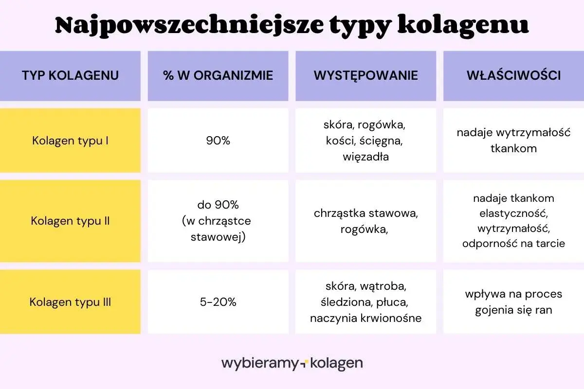 Tabela porównuje kolagen typy I, II i III: ich procent w organizmie, występowanie i właściwości. Kolagen typu I dominuje w skórze i kościach, nadając wytrzymałość.