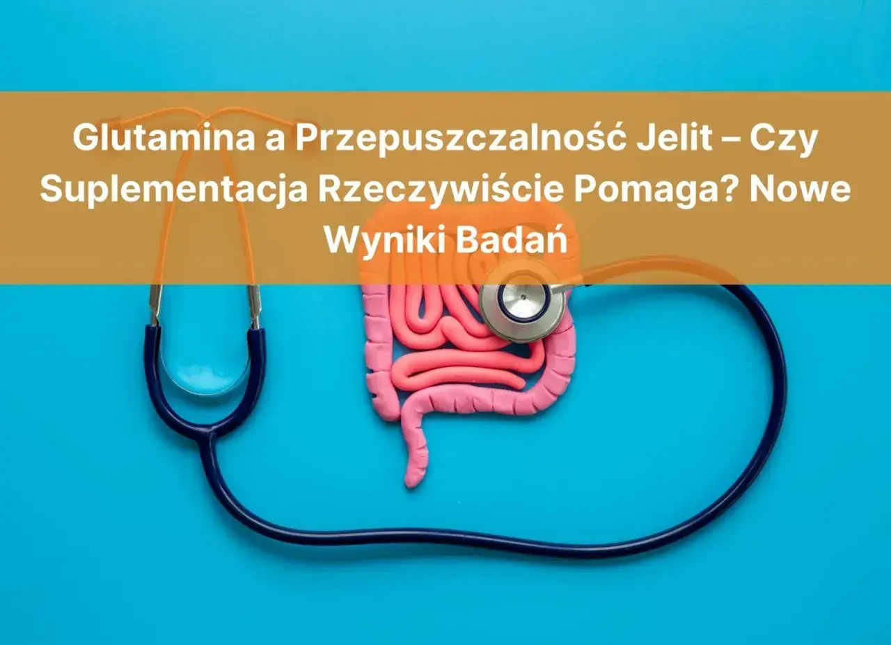 Glutamina co to? Stetoskop otacza model jelit, sugerując badanie wpływu glutaminy na ich przepuszczalność.
