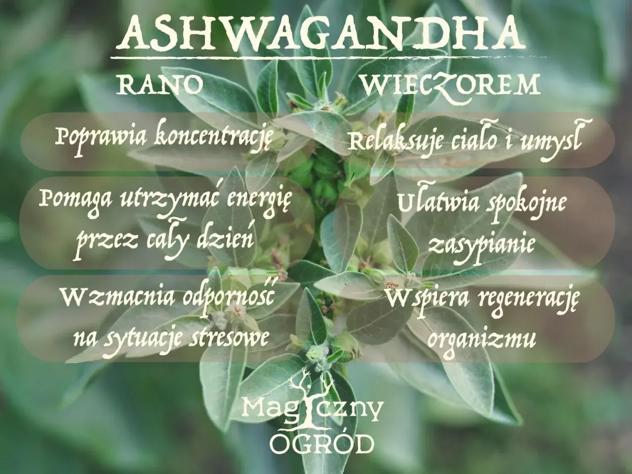 Ashwagandha rano czy na noc? Rano poprawia koncentrację i energię, wieczorem relaksuje i ułatwia zasypianie.
