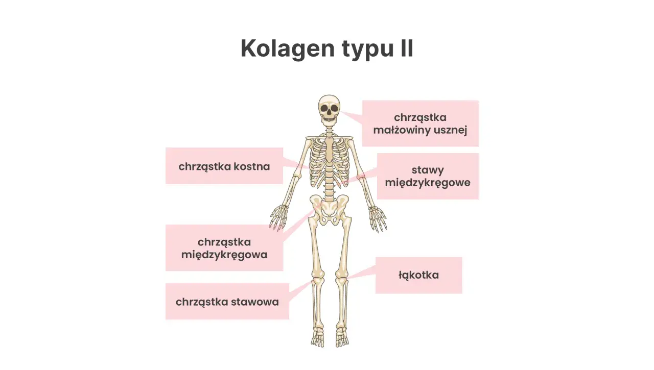 Szkielet człowieka z zaznaczonymi miejscami, gdzie występuje kolagen typu II: chrząstka kostna, małżowiny usznej, międzykręgowa, stawy międzykręgowe, chrząstka stawowa i łąkotka.